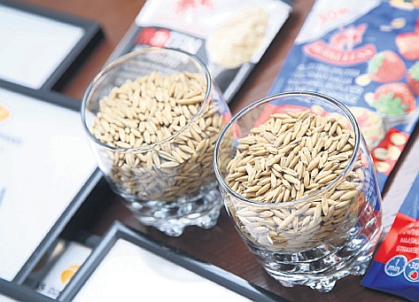 
Jaunā, īpaši Latvijas mainīgajiem dabas apstākļiem veidotā auzu šķirne ‘Herkuless Baltic’. 
