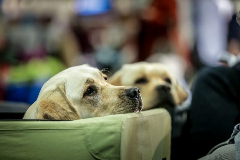 
Astaiņi aicina uz izstādi &#34;Zooexpo 2019&#34; Ķīpsalā.
