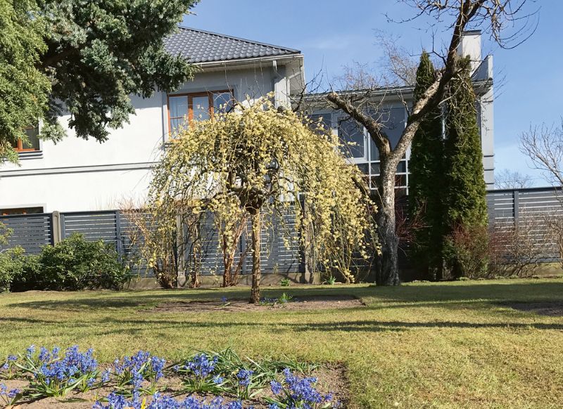 
Pūpolvītols ‘Pendula’
