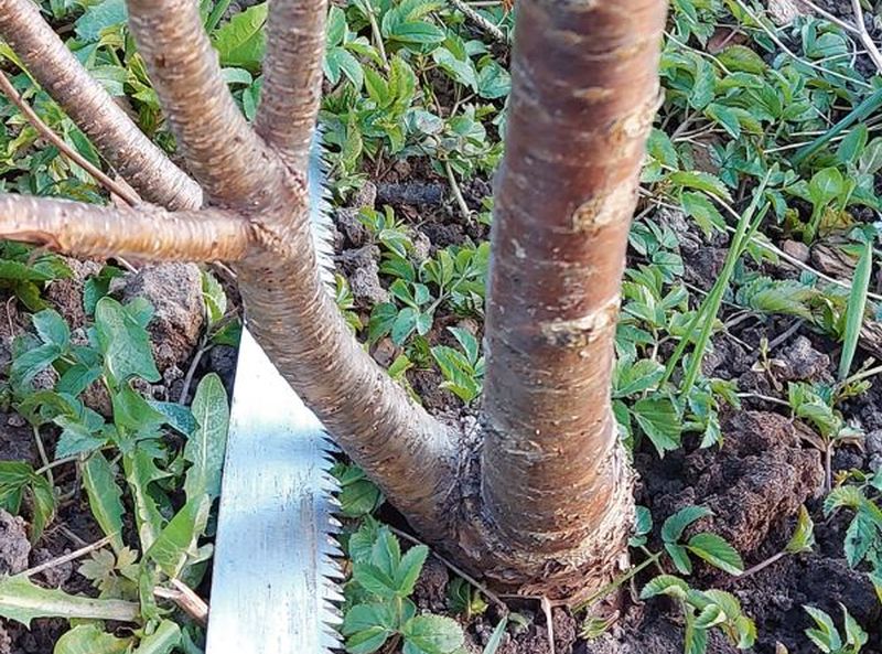 
Potcelma atvases plūmei izaugušas vienā gadā.
