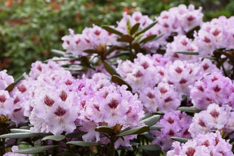 
Zied rododendri LU Rododendru selekcijas un izmēģinājumu audzētavā “Babīte”, 2024.gada maijā.
