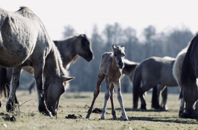 
2025.gada pavasarī Papes  dabas parkā pasaulē nācis savvaļas kumeliņš.
