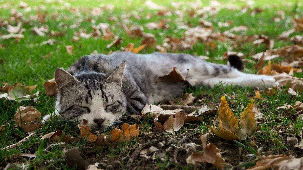 
Foto: Pexels.com
